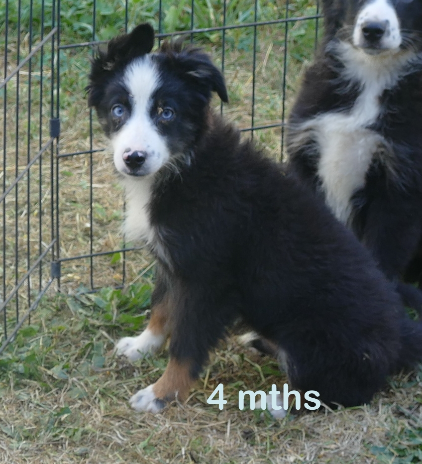 Lil Rustyrose – Black tri male – with tail -small mini