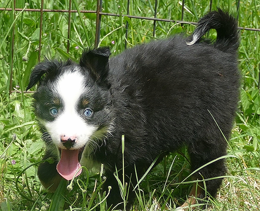 Lil Rustyrose – Black tri male – with tail -small mini