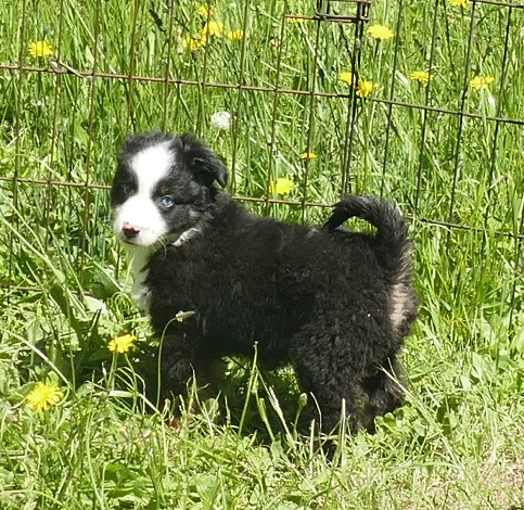 Lil Rustyrose – Black tri male – with tail -small mini