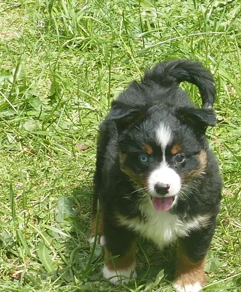 Pending – Lil RustyRose – Black Tri Male – with Tail – lg toy