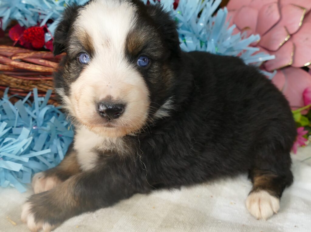 Grace-ci belle Black tri Male – HUGE MINI