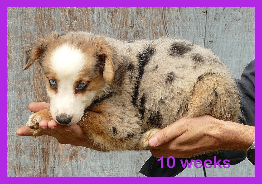 Pending-Graceci BLUE -Blue merle Female 1 – Mini