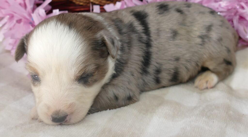 Graceci BLUE -Blue merle Female 1 – Mini