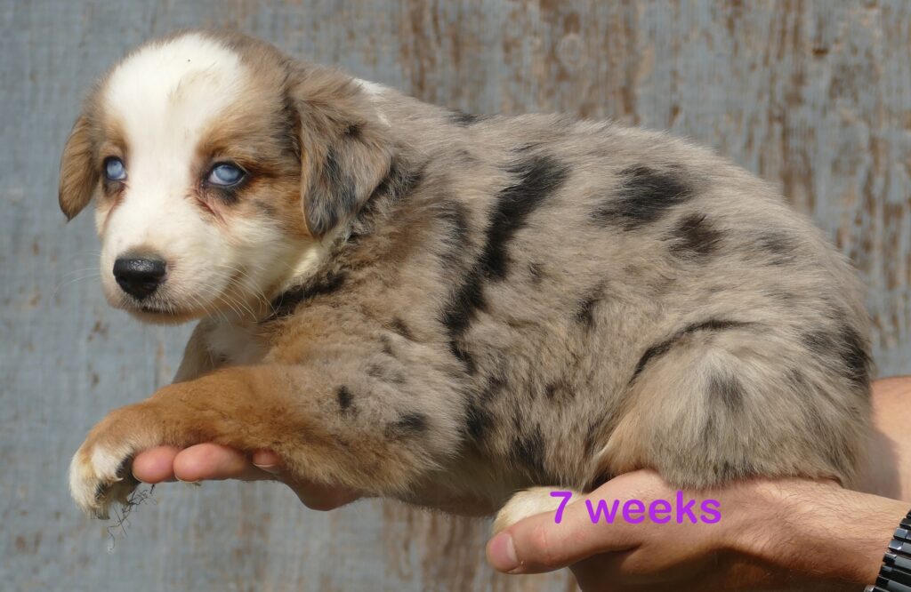 Graceci BLUE -Blue merle Female 1 – Mini
