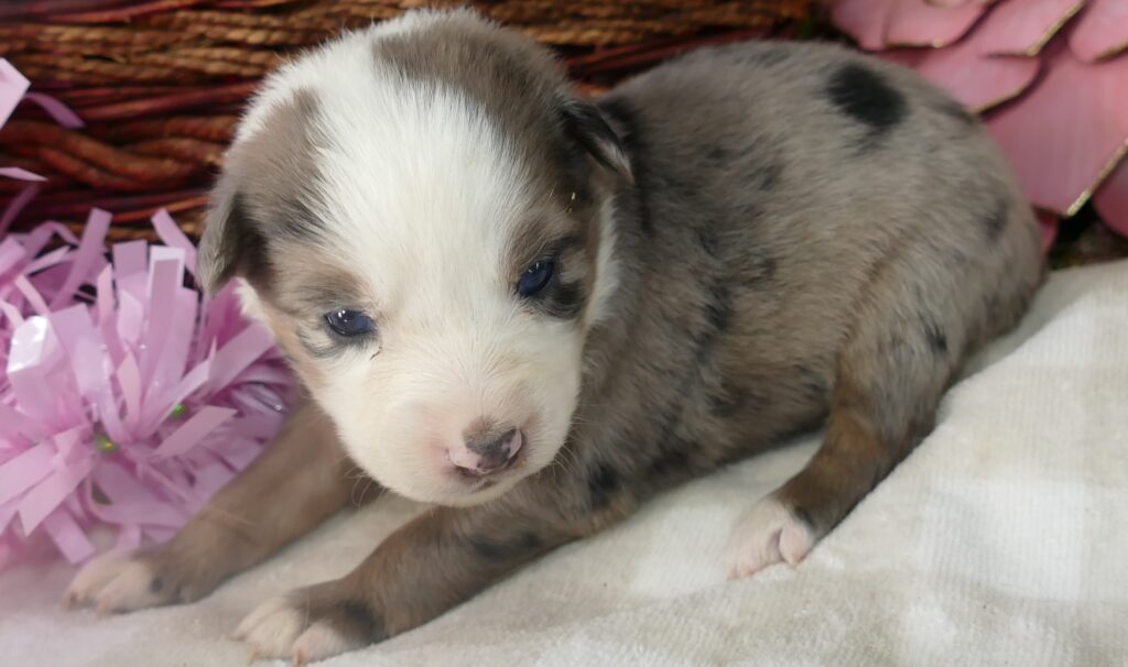 Graceci Blue – Blue merle female 2