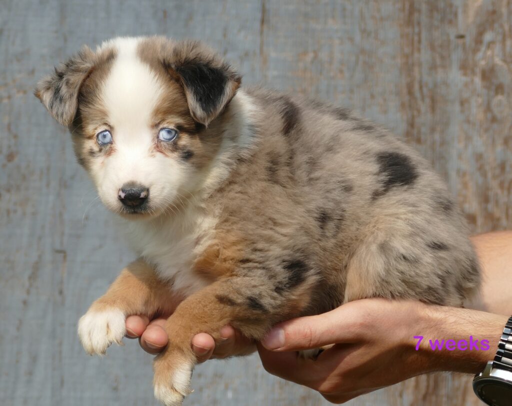 Graceci Blue – Blue merle female 2