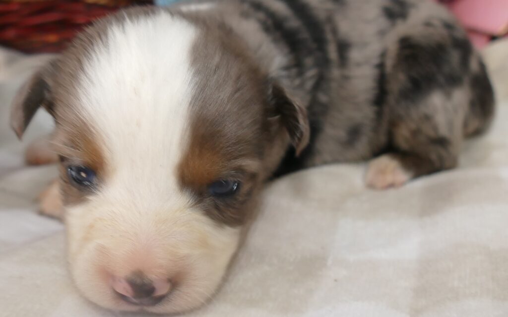 Graceci BLue – Blue merle male1