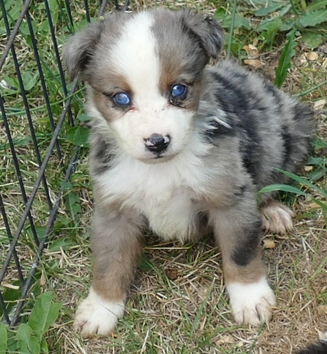 Pending Graceci BLue – Blue merle male1