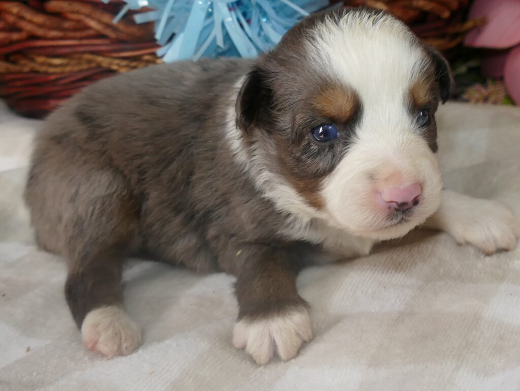 Graceci BLUE blue merle male 2