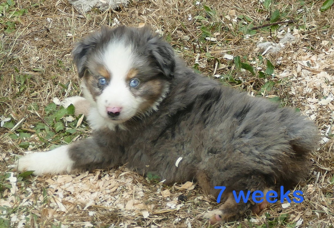 Pending- Graceci BLUE blue merle male 2