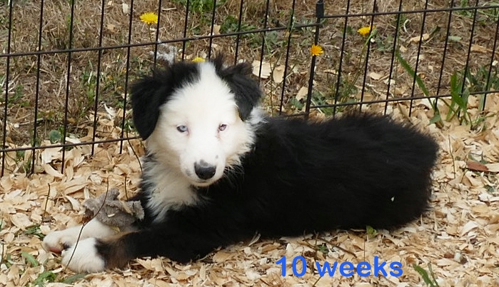 Graceci Blue- Black tri male -white face 2blue eyes