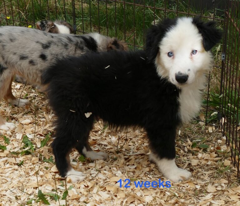 Puppies $850 or Under