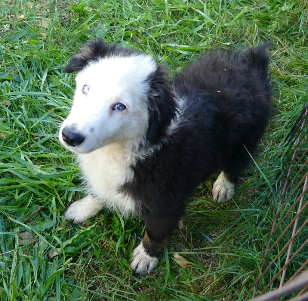 Graceci Blue- Black tri male 1 -white face blue eyes