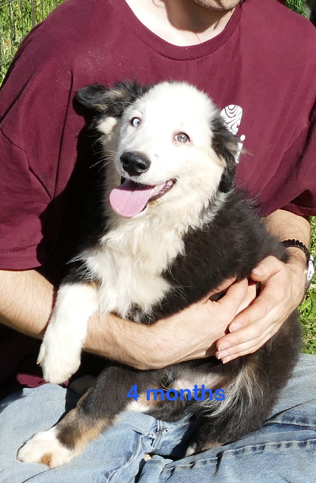 Graceci Blue- Black tri male 1 -white face blue eyes