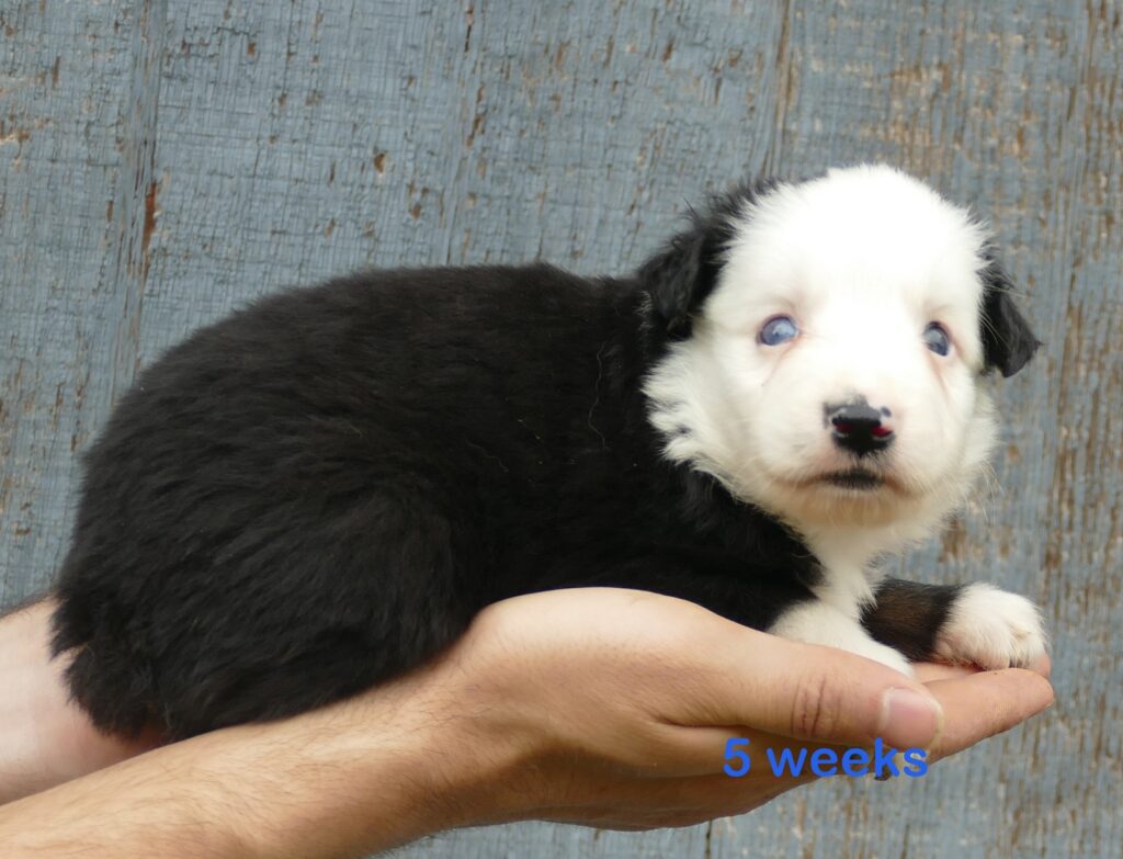 Graceci Blue- Black tri male -white face 2blue eyes