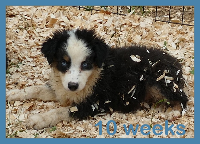 Graceci Blue – Black tri Male 2 blue eyes -mini