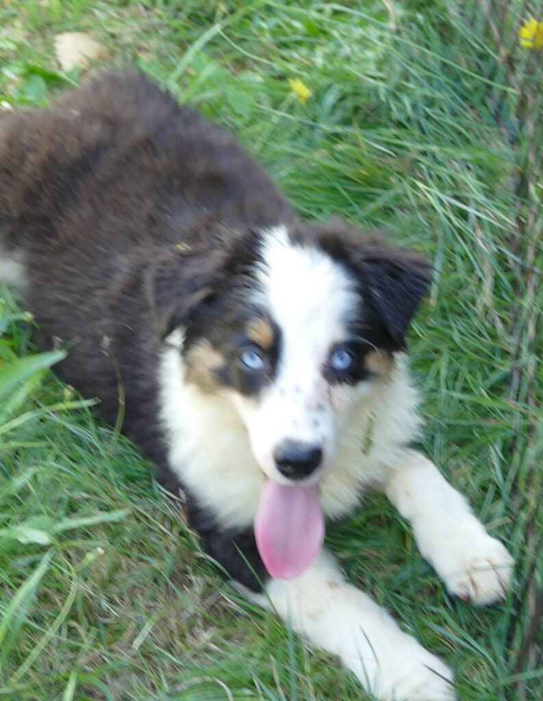 Graceci Blue – Black tri Male 2 blue eyes -mini