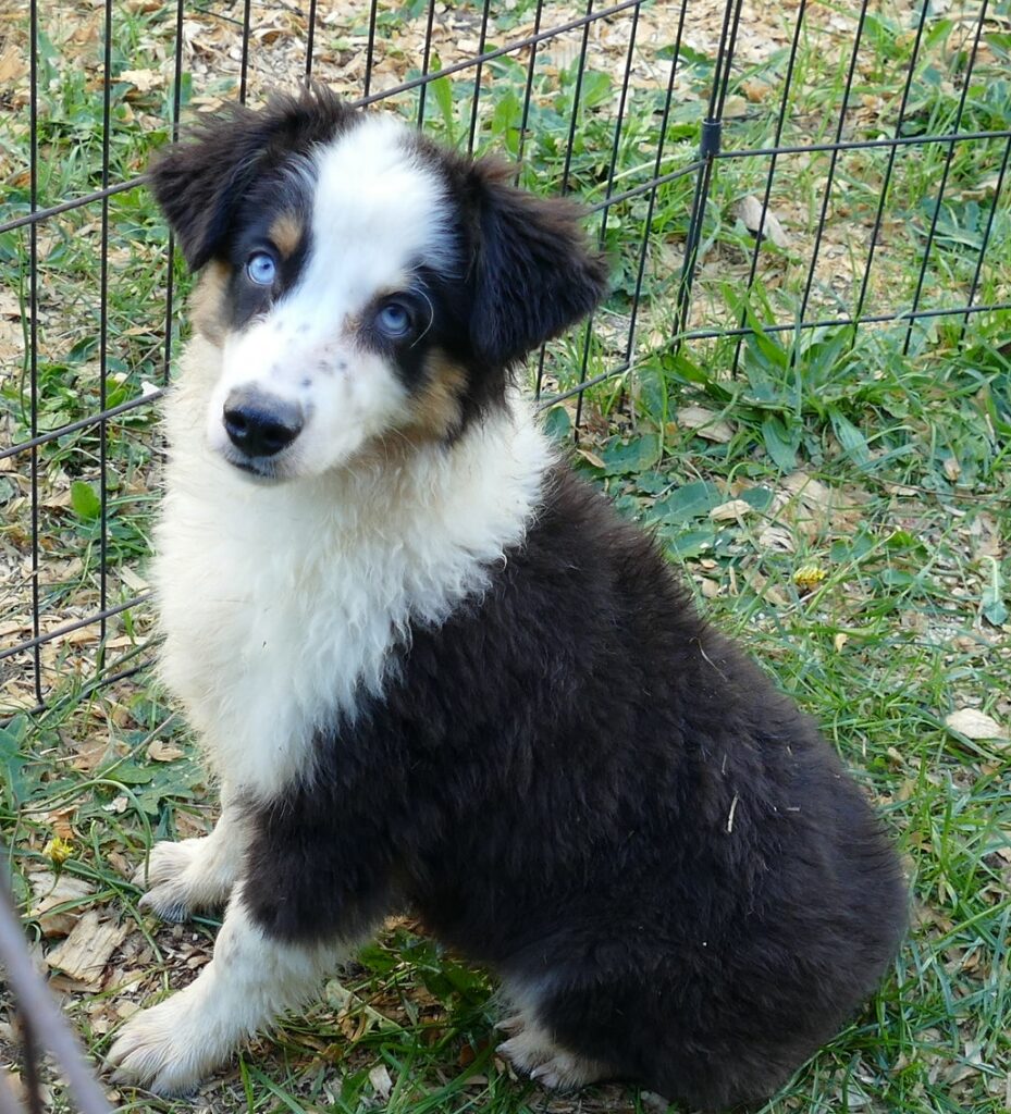 Graceci Blue – Black tri Male 2 blue eyes -mini