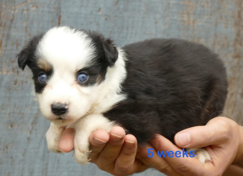 Graceci Blue – Black tri Male 2 blue eyes -mini