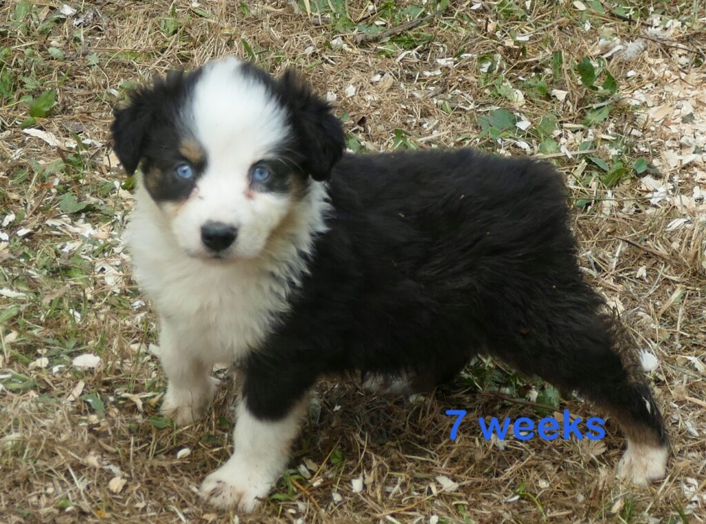 Graceci Blue – Black tri Male 2 blue eyes -mini