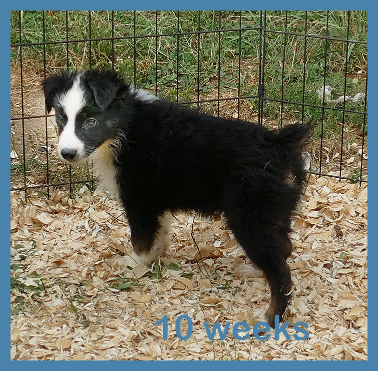 Graceci Blue – Black Tri Male- mini Dark eyes