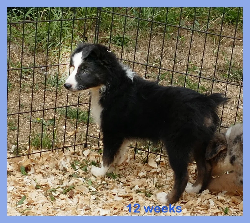 Graceci Blue – Black Tri Male- mini Dark eyes