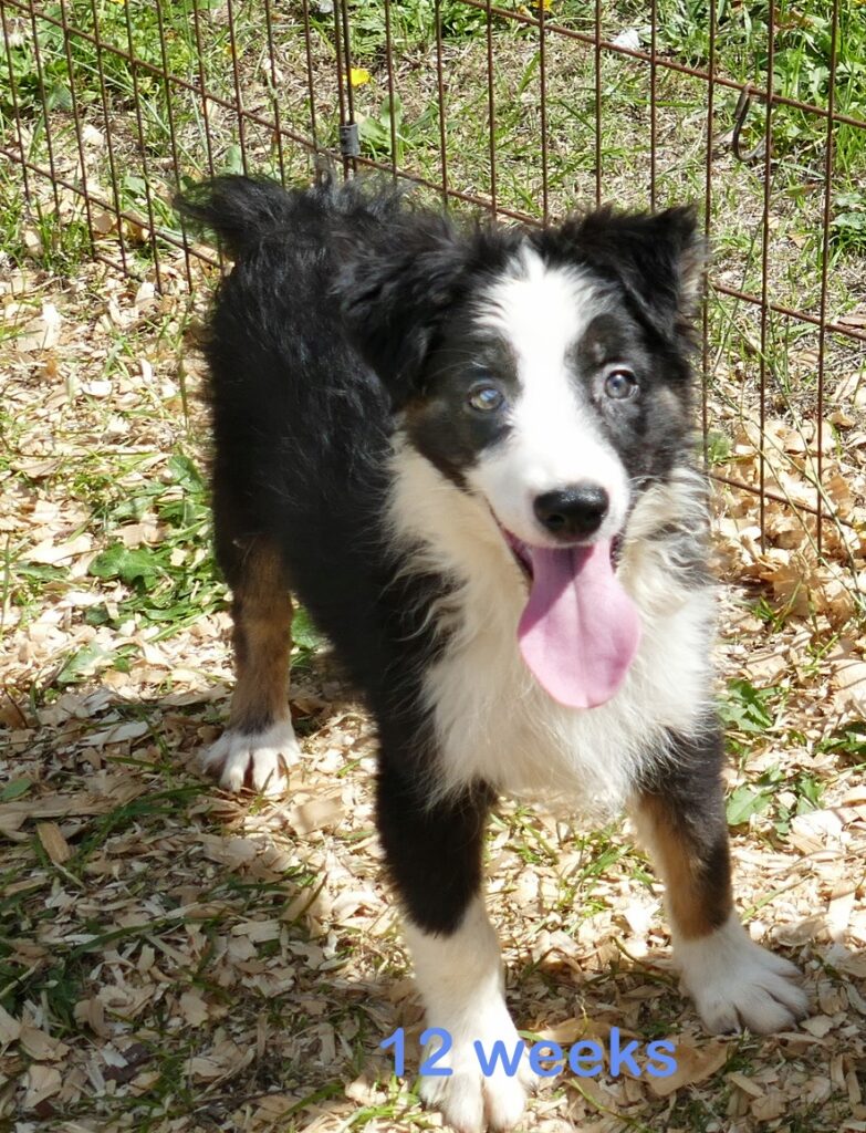 Graceci Blue – Black Tri Male- mini Dark eyes
