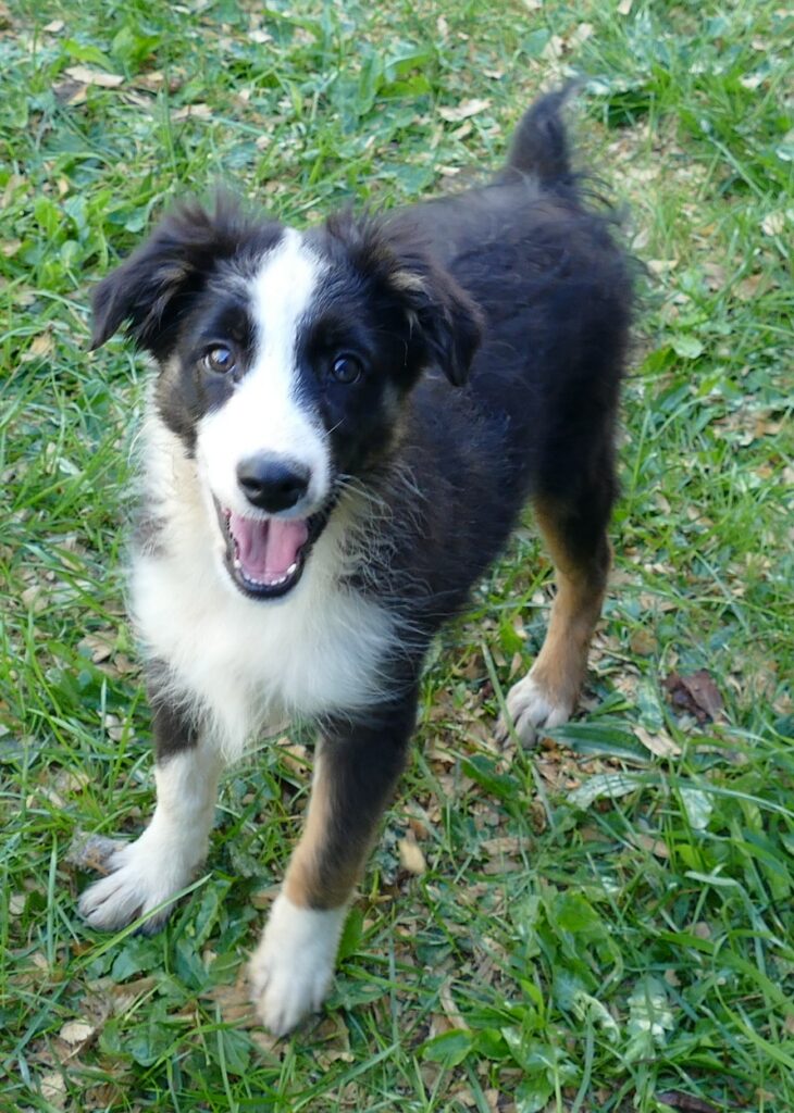 Graceci Blue – Black Tri Male- mini Dark eyes