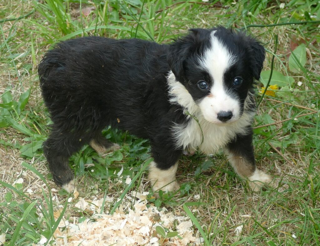 Graceci Blue – Black Tri Male- mini Dark eyes