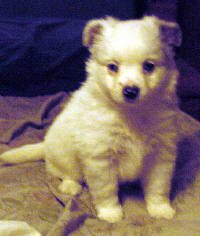 d irishwhitepuppy