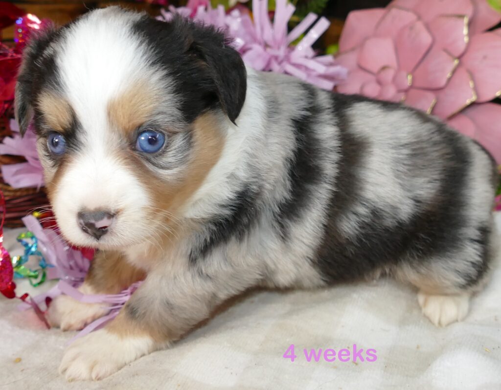 Lil Starbright blue merle female 2