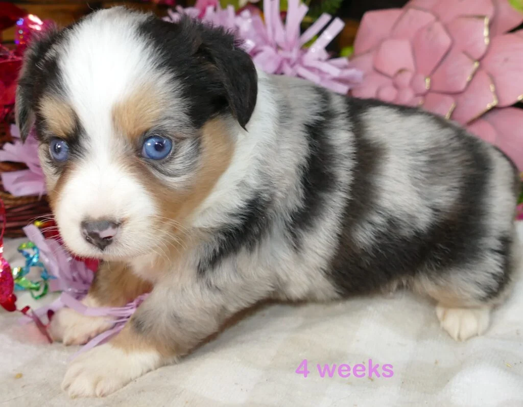 Pending- Lil Starbright blue merle female 2