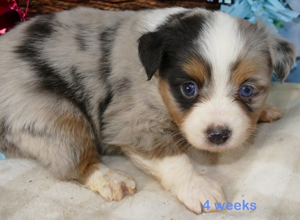 Lil Starbright Blue Merle Male 1