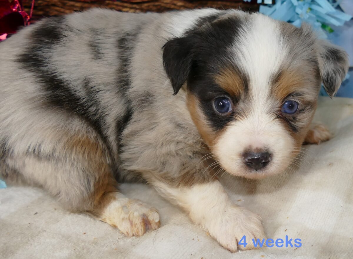 Lil Starbright Blue Merle Male 1
