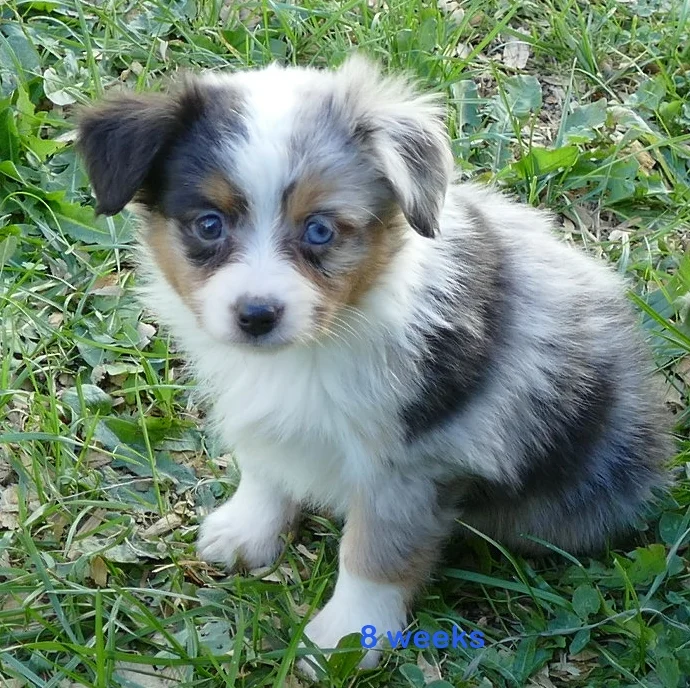 Lil Starbright Blue Merle Male 1
