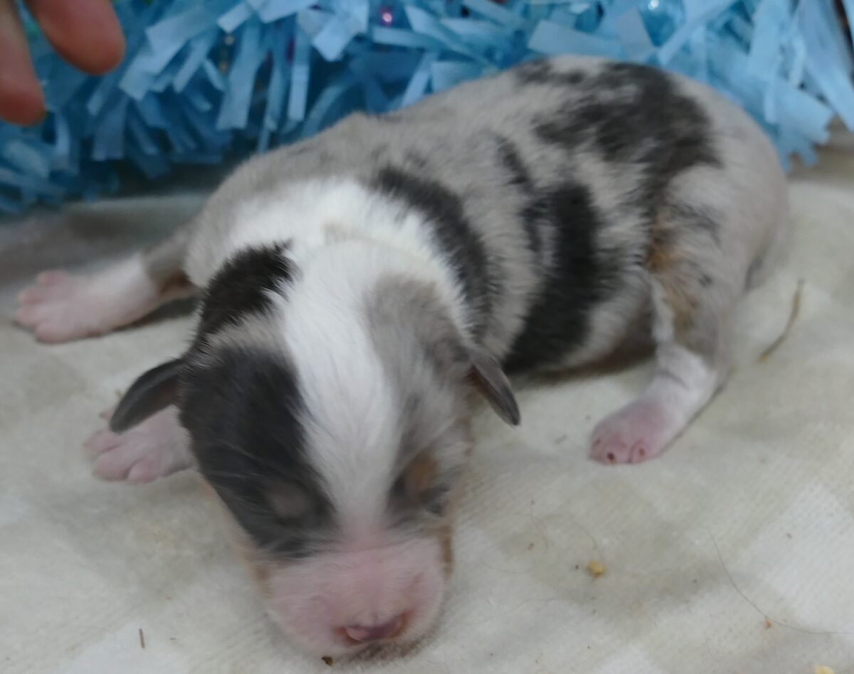 Lil Starbright Blue Merle Male 1