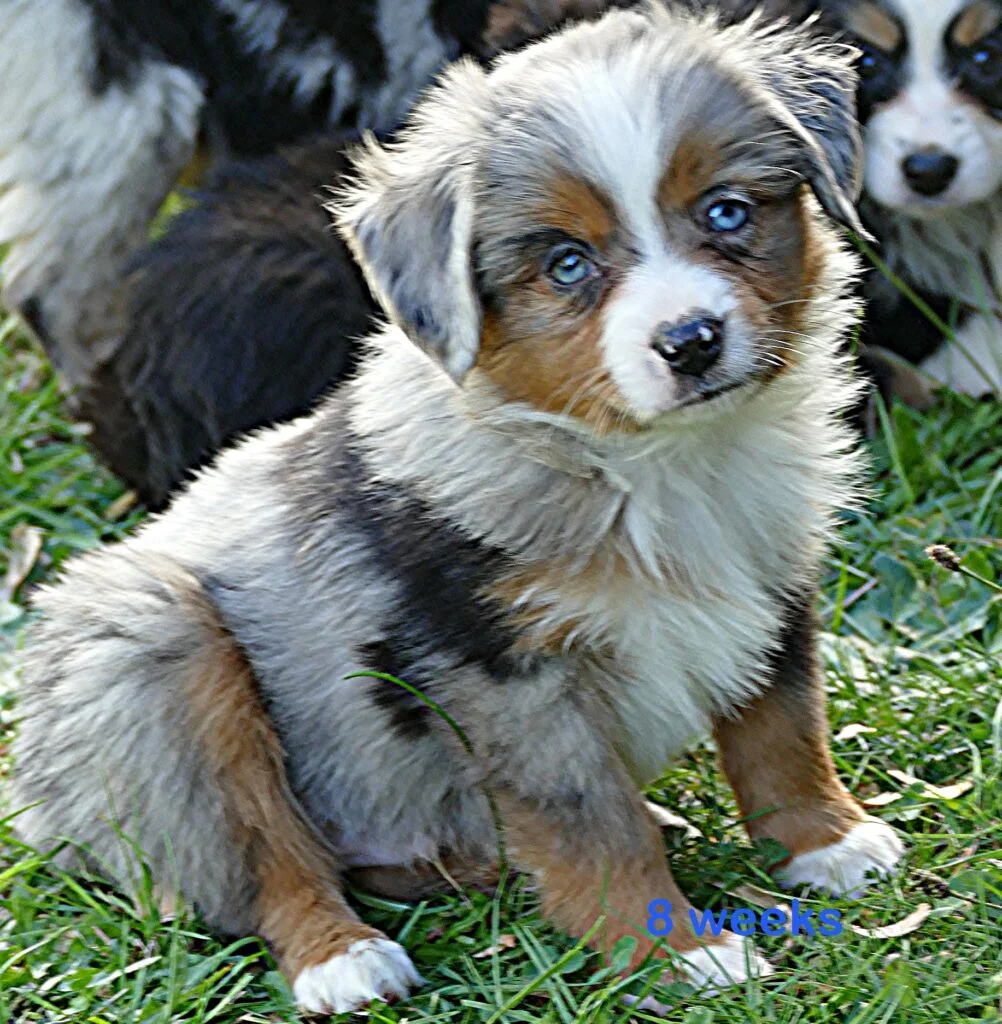 Lil Starbright Blue Merle Male 2