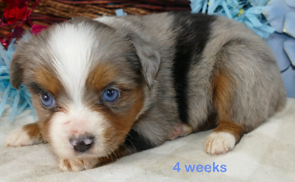 Lil Starbright Blue Merle Male 2