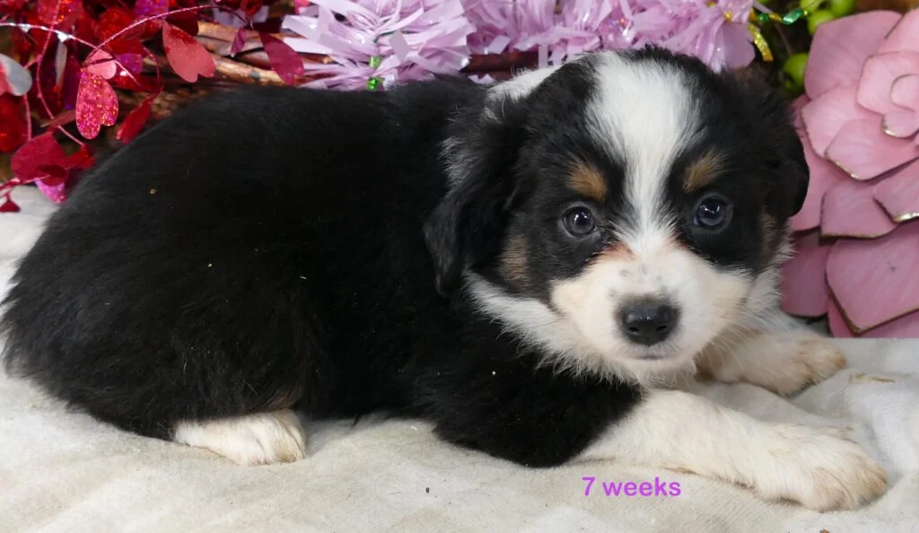Lil Starbright Black Tri Female