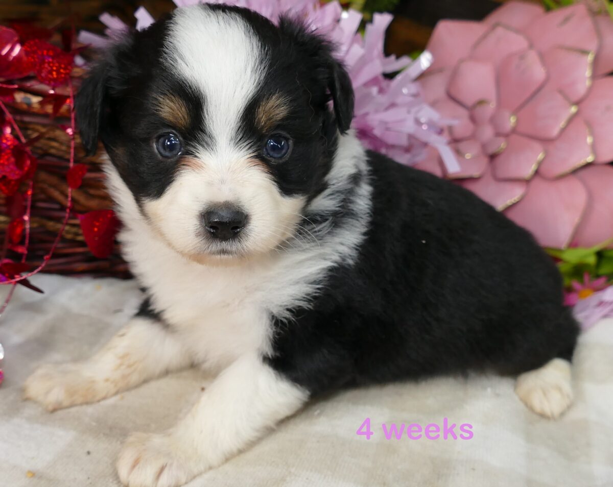 Lil Starbright Black Tri Female