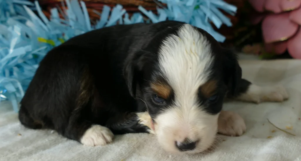 Lil Starbright Black tri male 1