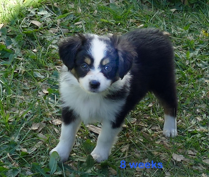 Lil Starbright Black Tri male 2