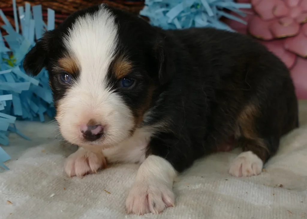 Lil Starbright Black Tri male 2