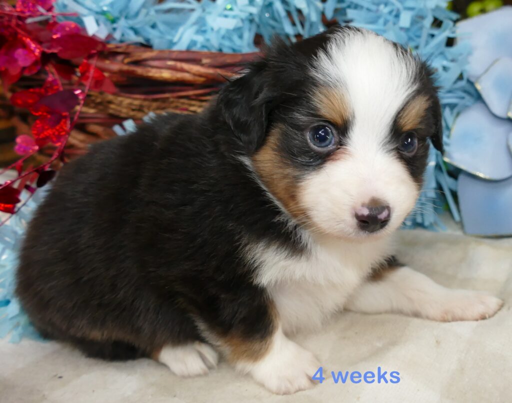 Lil Starbright Black Tri male 2