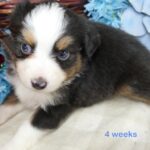 d lilstarb826 btm2 4w1