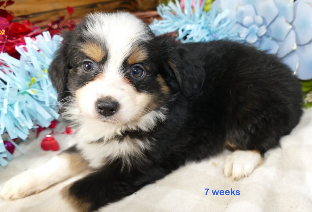 Lil Starbright Black tri male 1