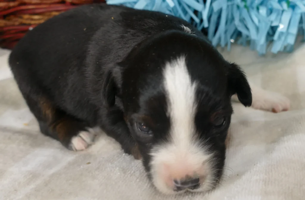 d lucyty bright 626 btm1 2w