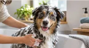 Mini Australian Shepherd being bathed in a grooming tub