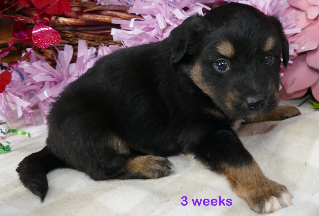 FR-Daisey Black Tri Female – long tail