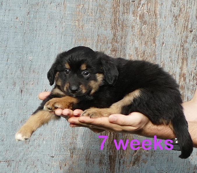 FR-Daisey Black Tri Female – long tail